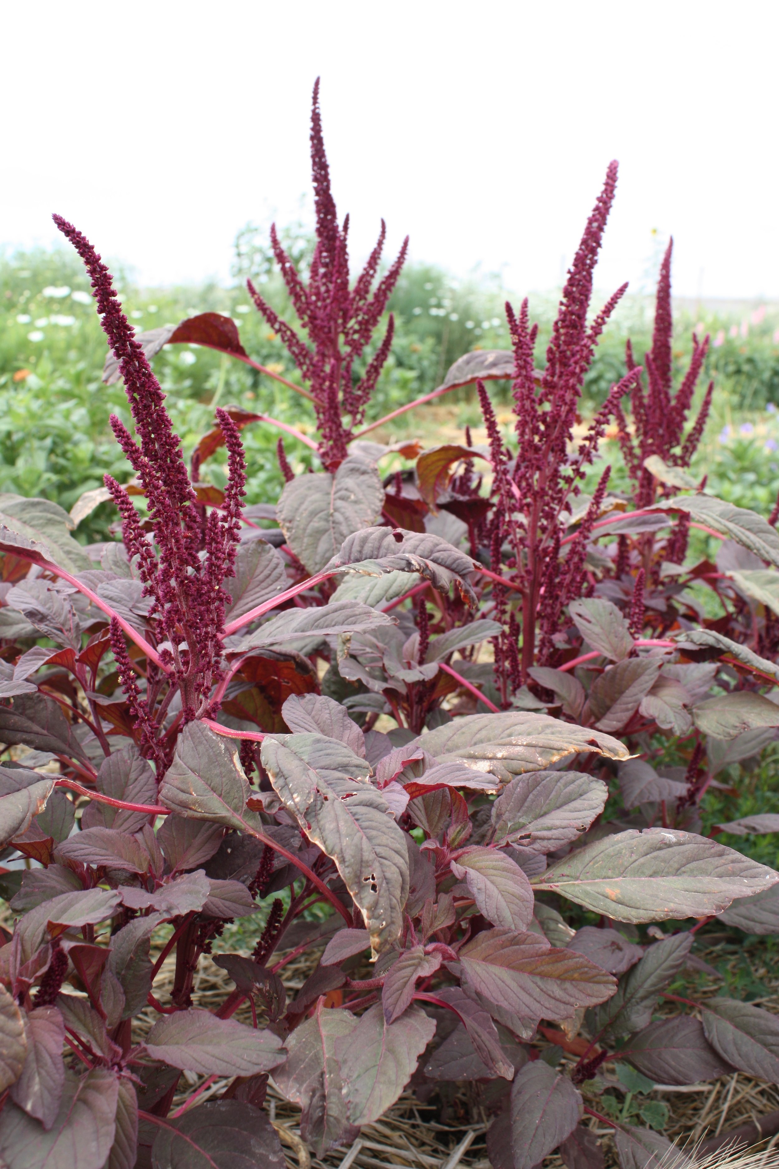 Red Spike Amaranth