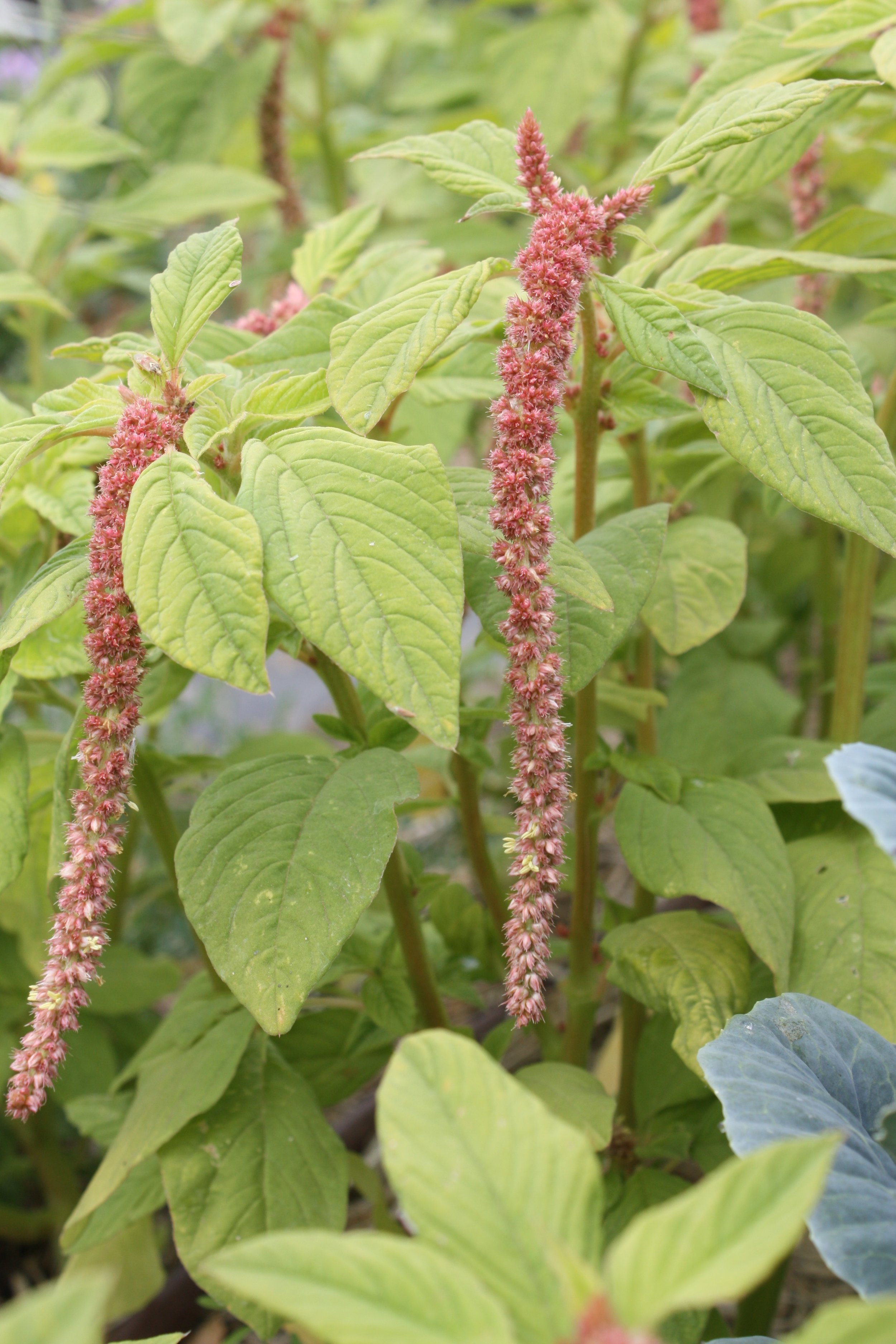 Coral Charm Amaranth