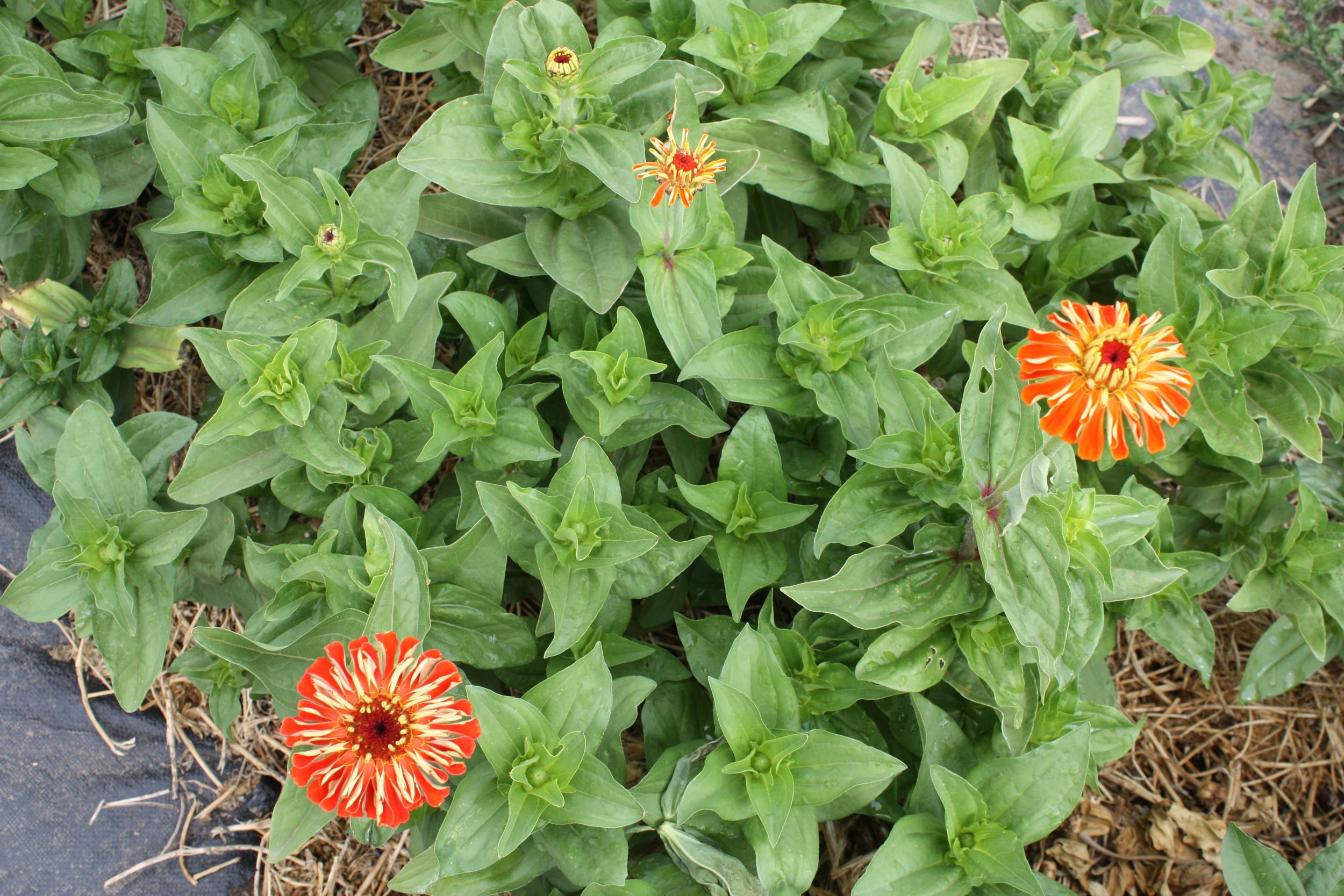 Zinnias
