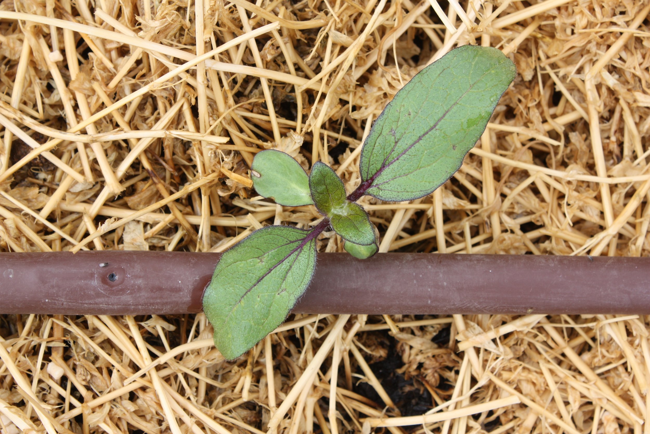 Sunflower Sprout