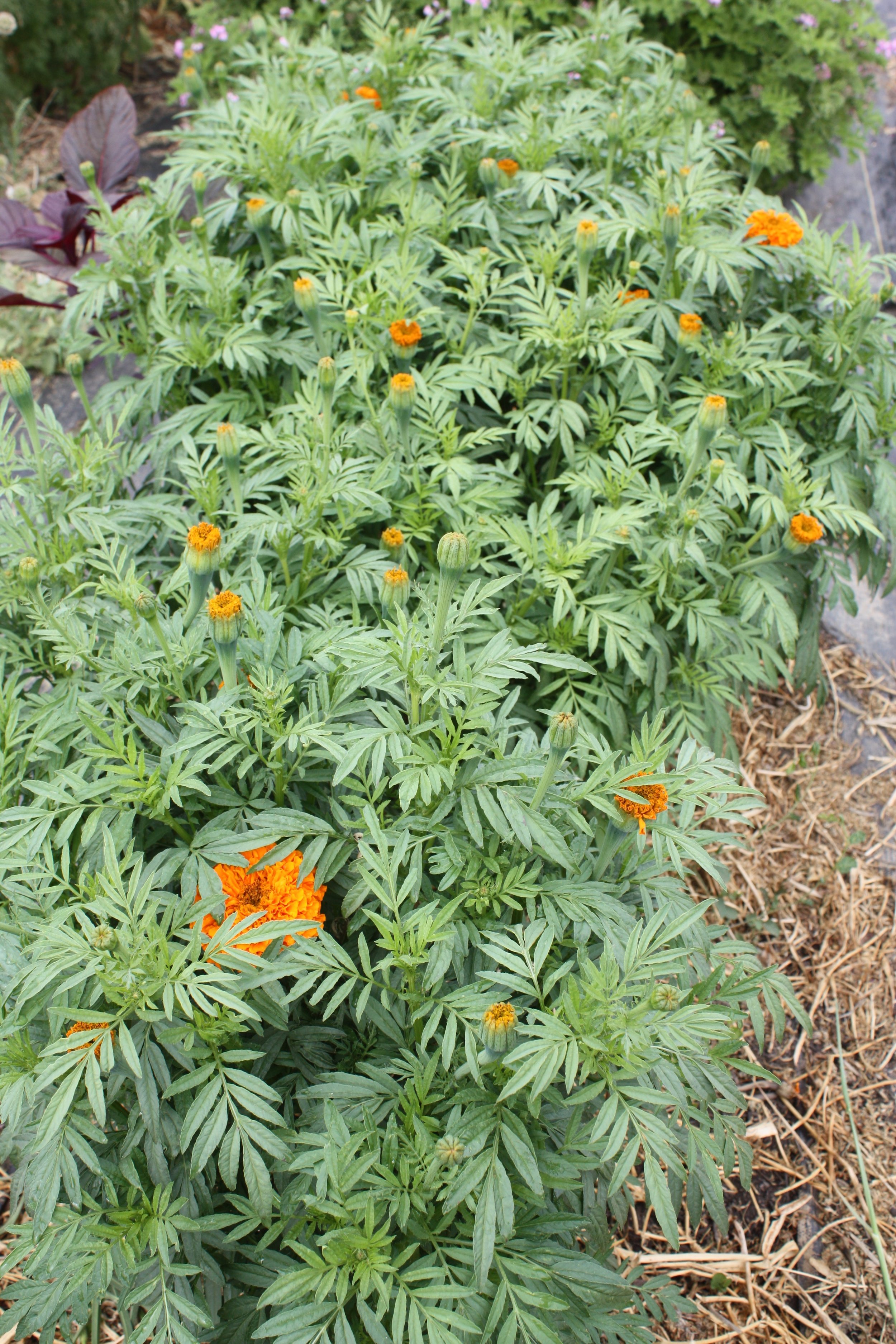 Marigolds