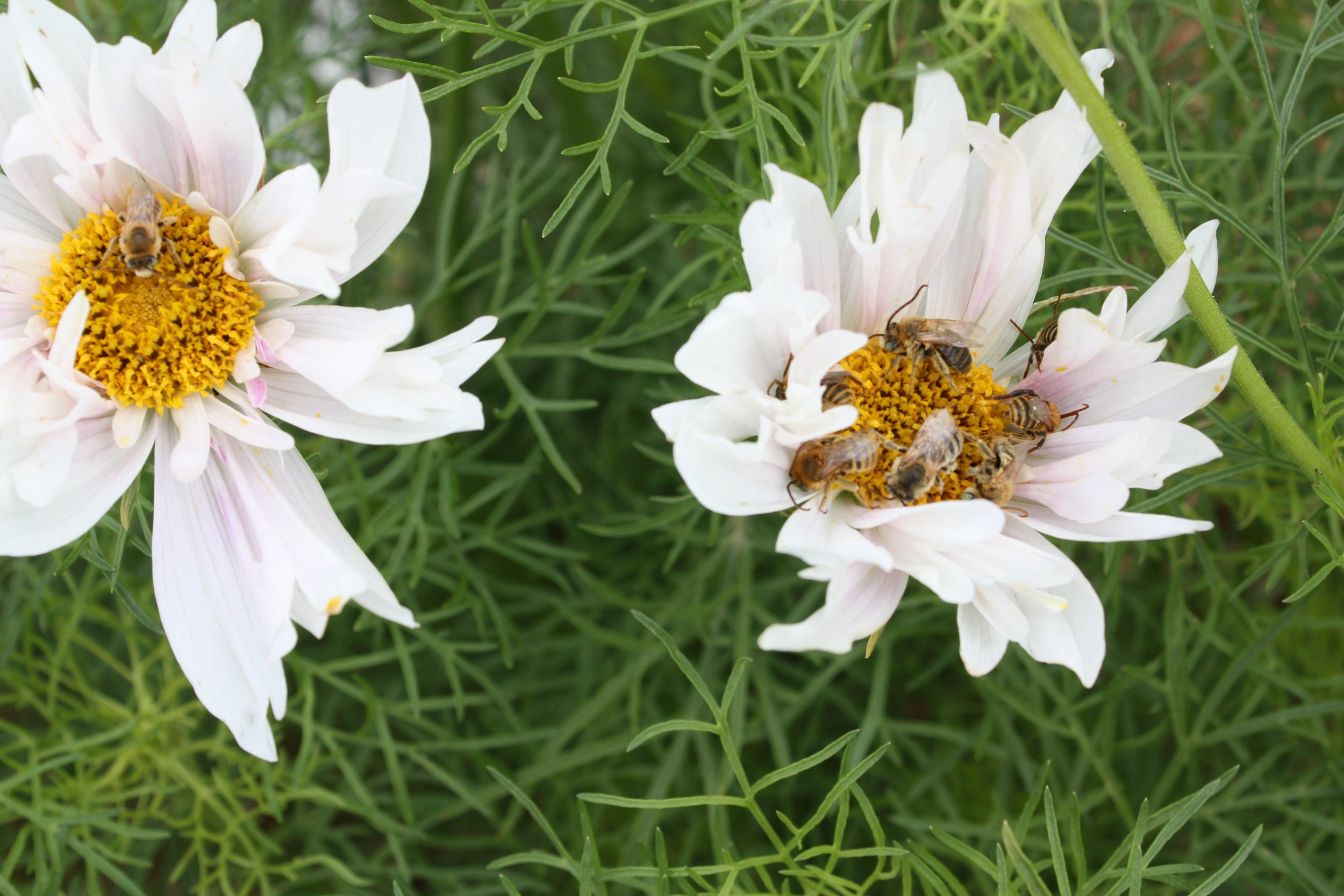 More bees sleeping in Cosmos