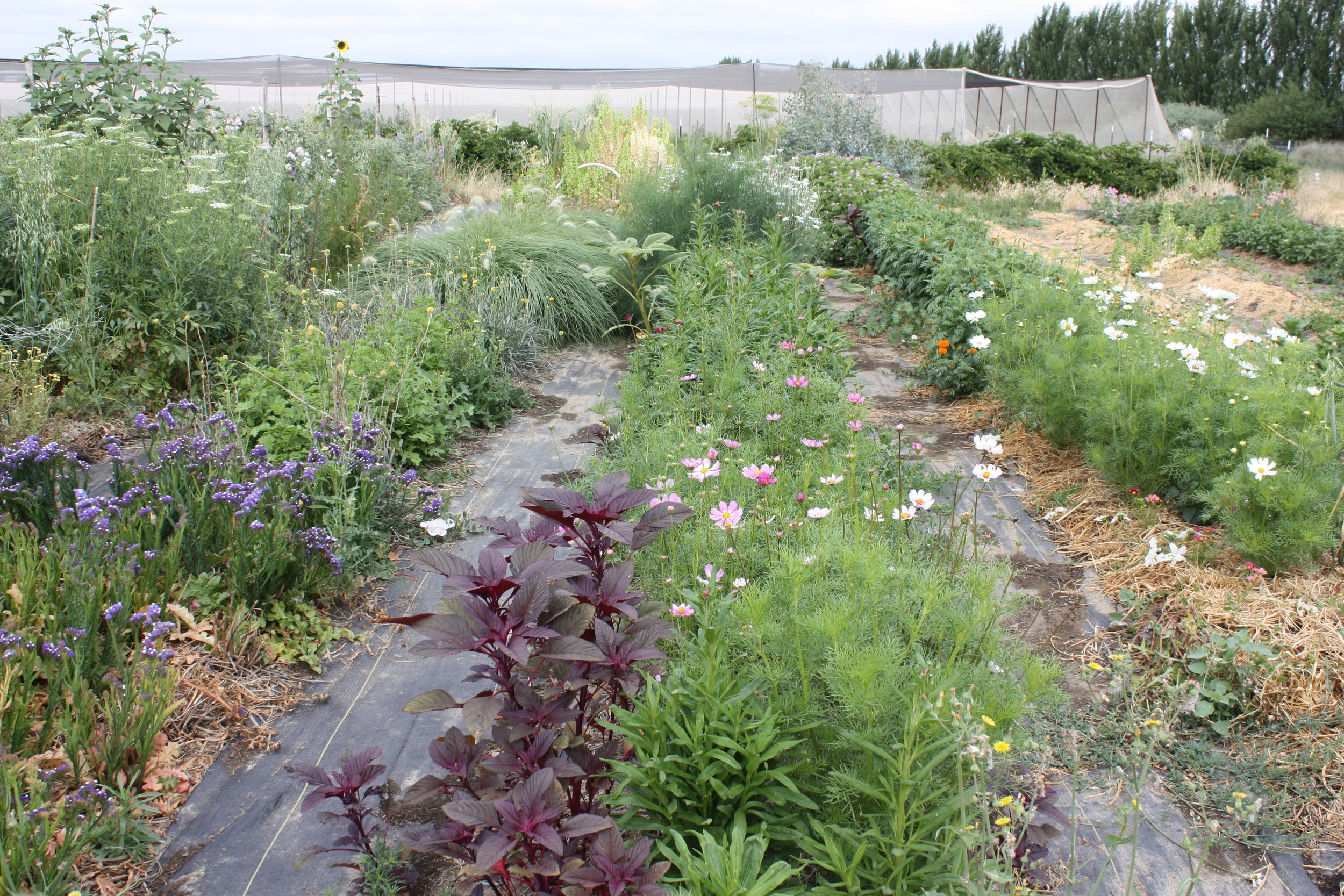 Farm Variety
