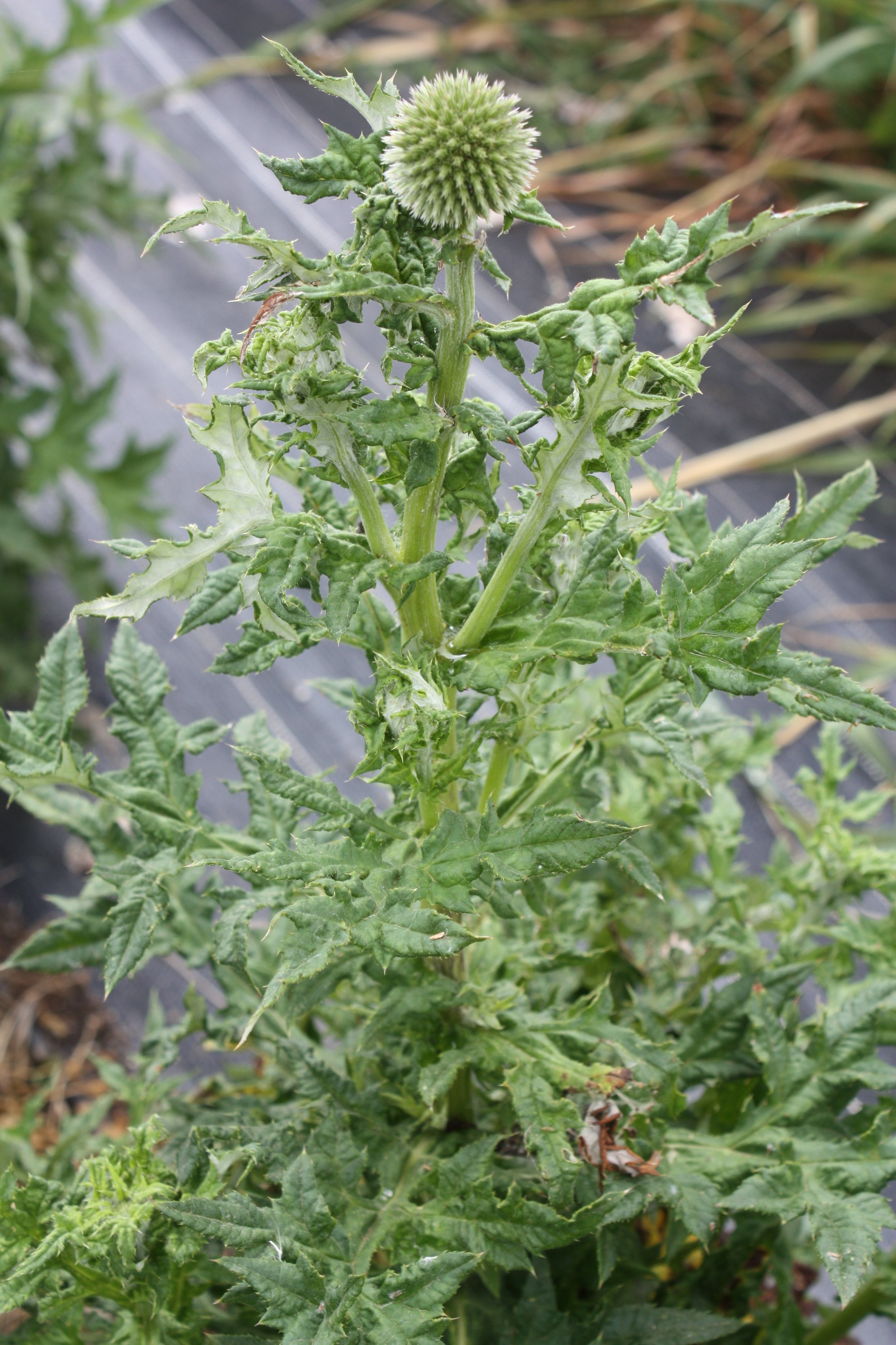 Echinops