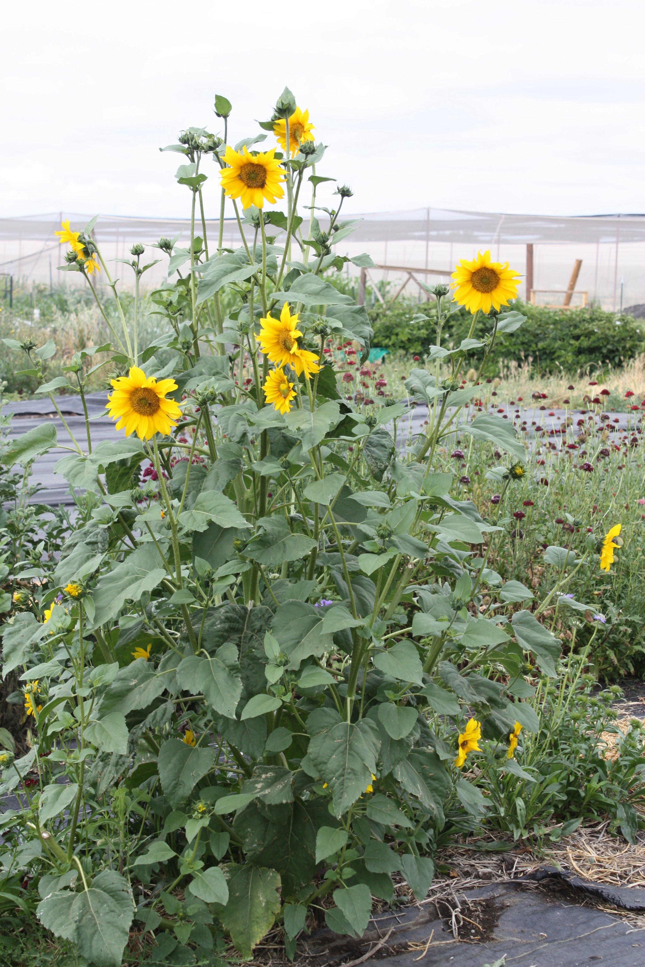 Volunteer Sunflower!