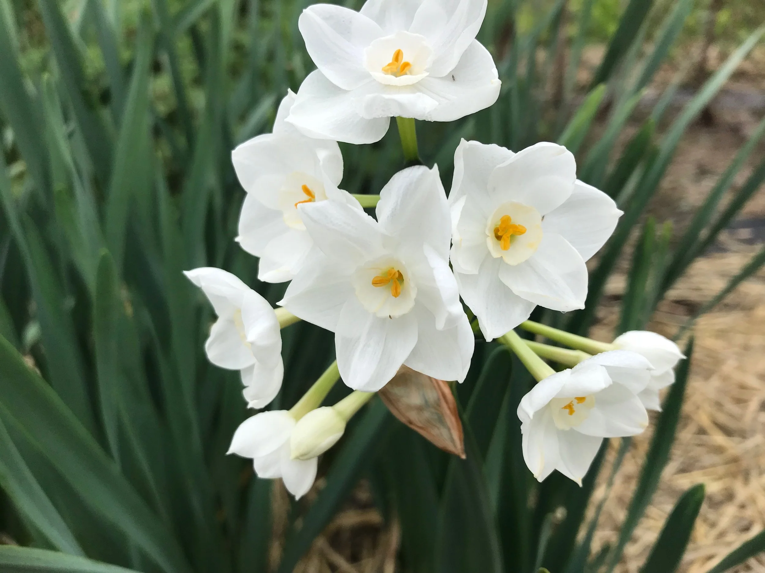 Daffodils, a symbol of New Beginnings, bloomed for me in September! That's 5 months early!!