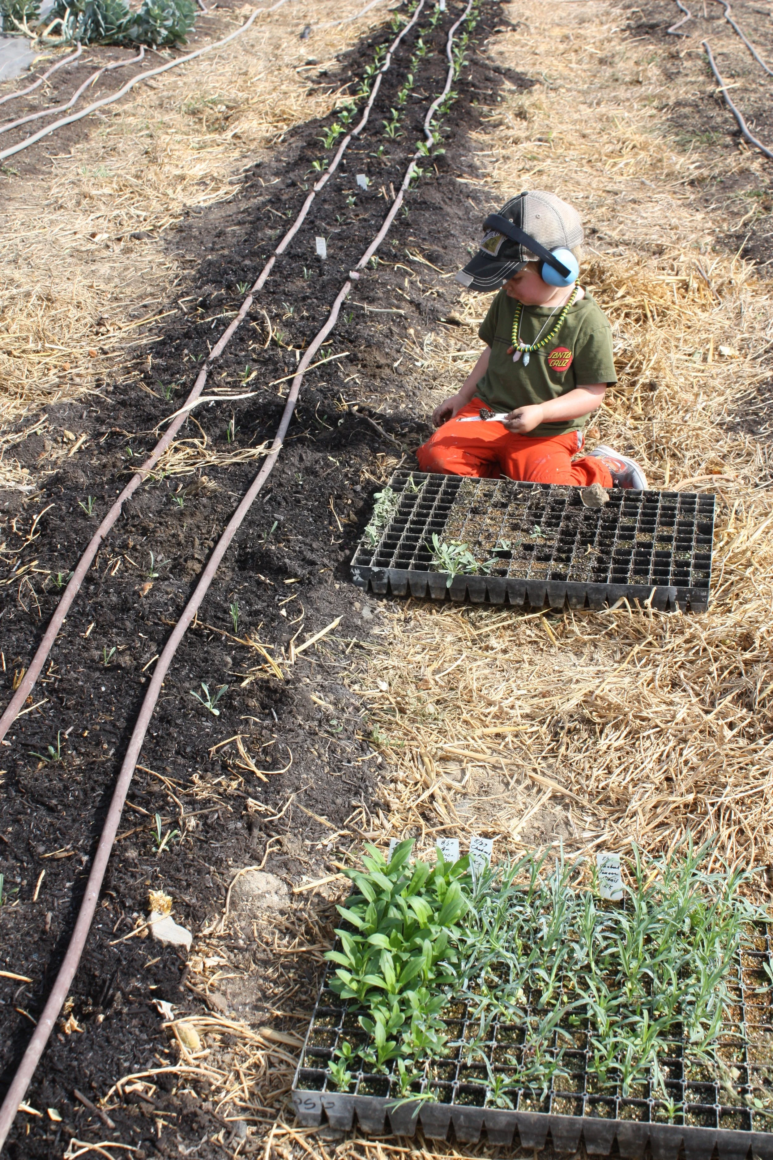 Also since the separation, I've planted nearly 1,000 spring plant starts and over 1,000 bulbs/corms with my best helper here. Farming continues no matter what!