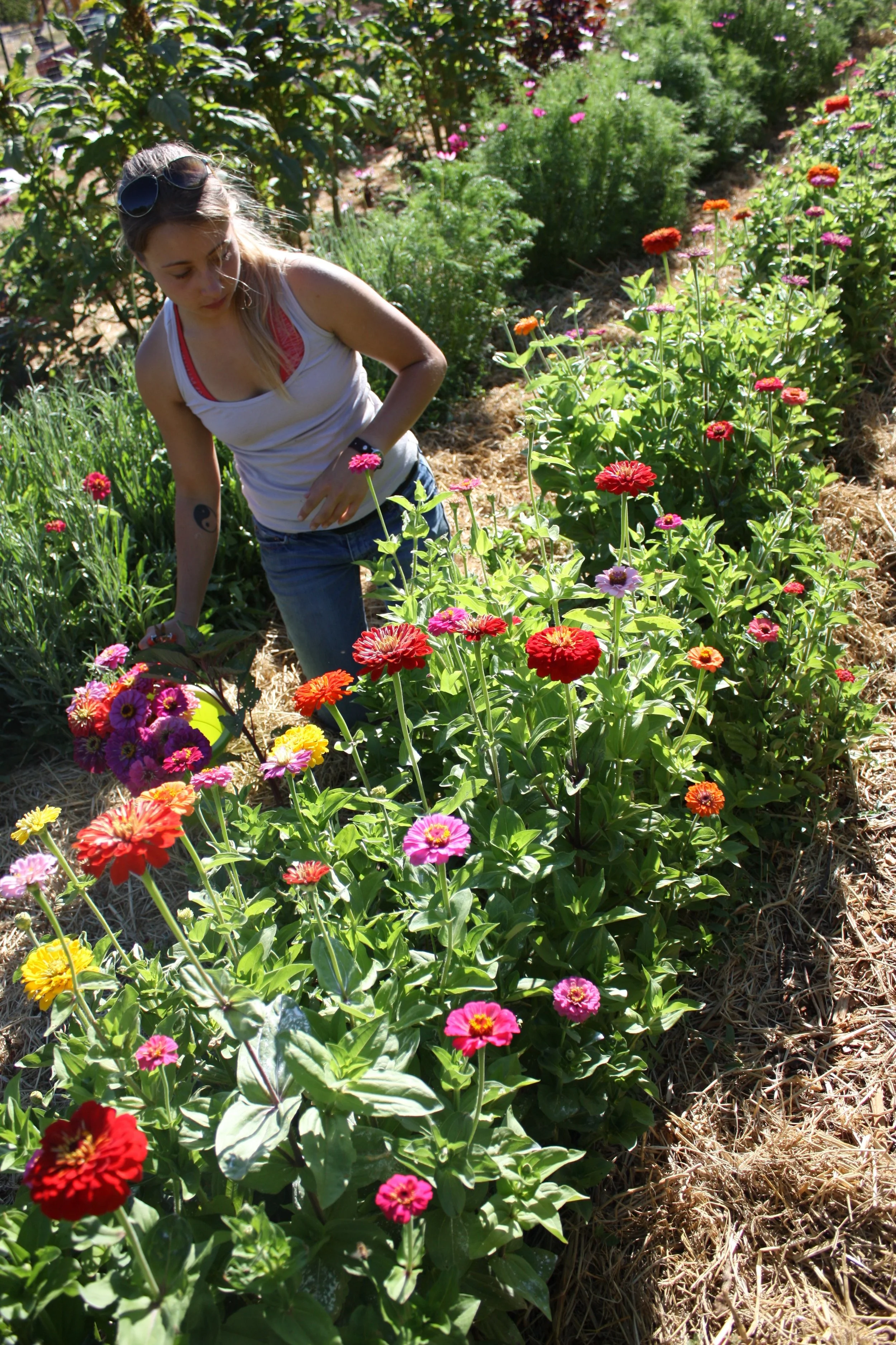 My first patch of zinnias