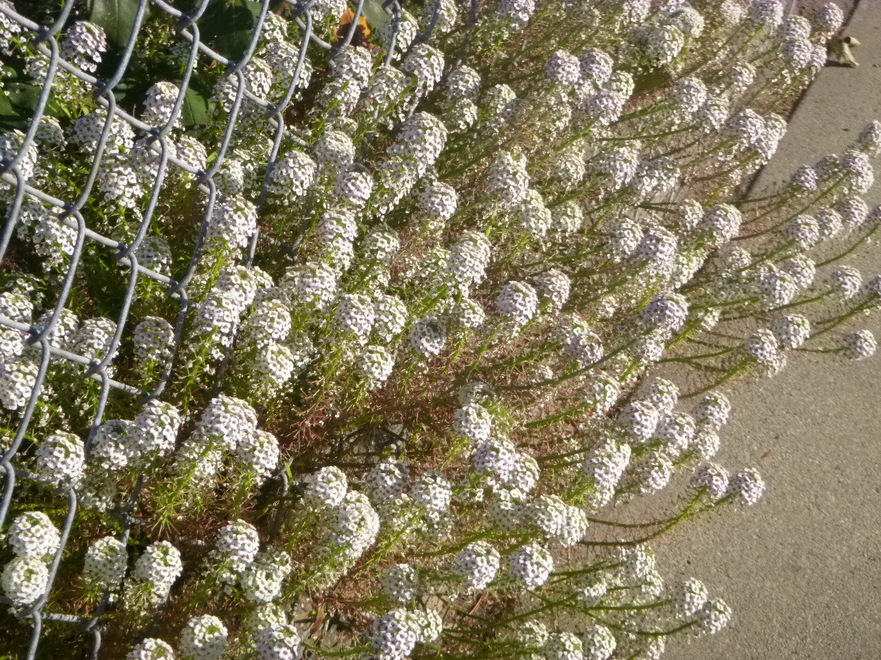 P1030439.JPG