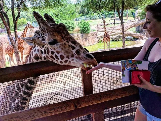 World giraffe day, amirite? #worldgiraffeday