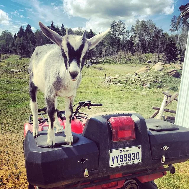 Ate some cheese, made some friends.