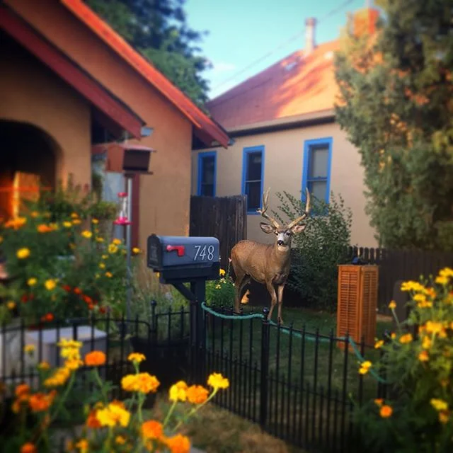 12 points easily 350 lbs this big guy was just chillin amongst the marigolds like the urban forest king he is.