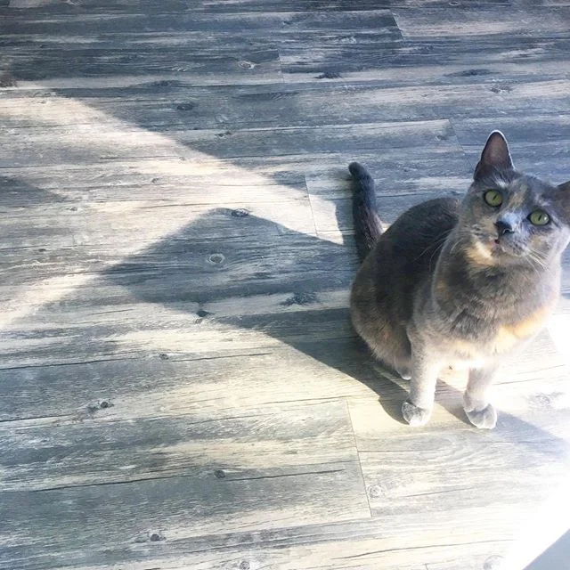 Hey there primate caretaker: To express my psychopathic appreciation for feeding me twice a day, you may find on the porch 3 decapitated grasshoppers, a legless Junebug, and half a dead mouse. Your feline friend, Maeby