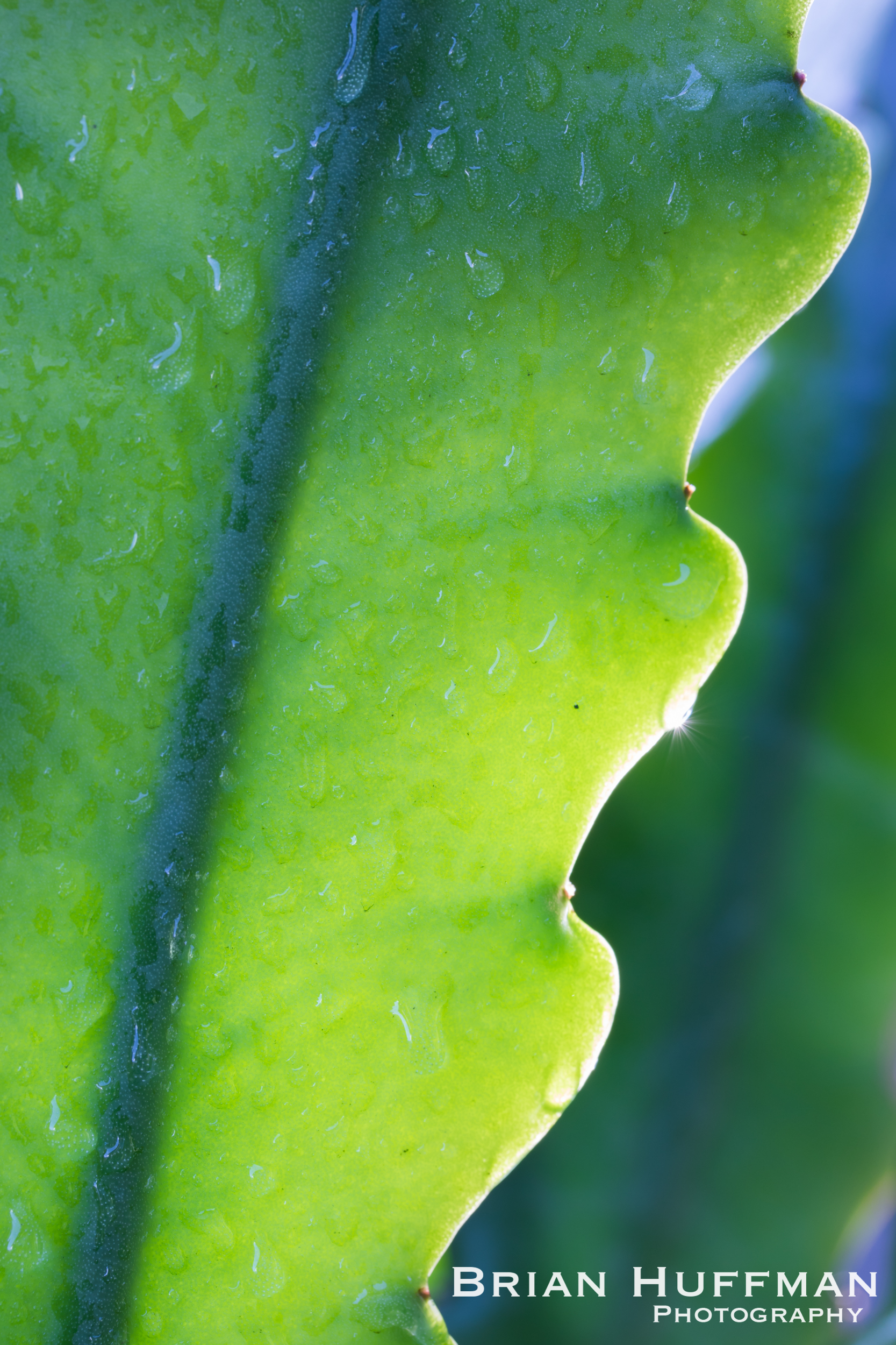 1/10, f/7.1, ISO 100 The plane of focus is very sharp in this orchid cactus picture. You can really see the detail in the water droplets. I have included a 100% crop below to illustrate the detail better.