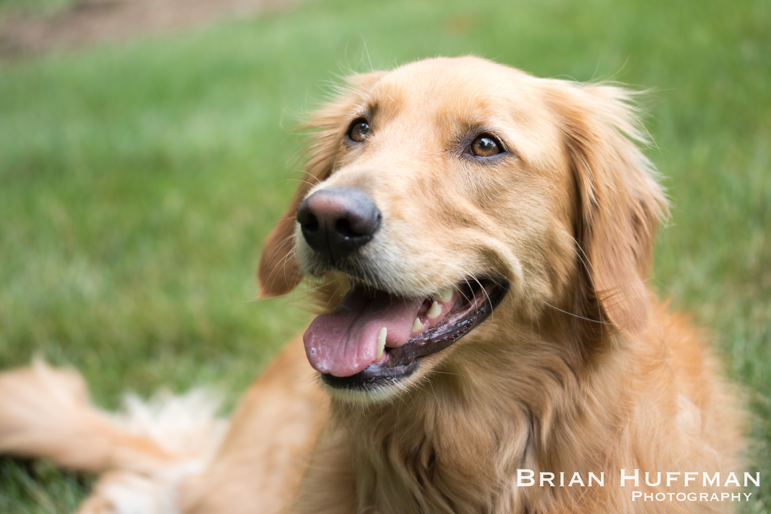 1/320, f/2.8, ISO 100 This image was shot at f/2.8, which will give you a good idea of the wide open image quality. As you can see, the image is very sharp on the eye and the transition to the out of focus areas is very smooth, producing bokeh that is very pleasing.