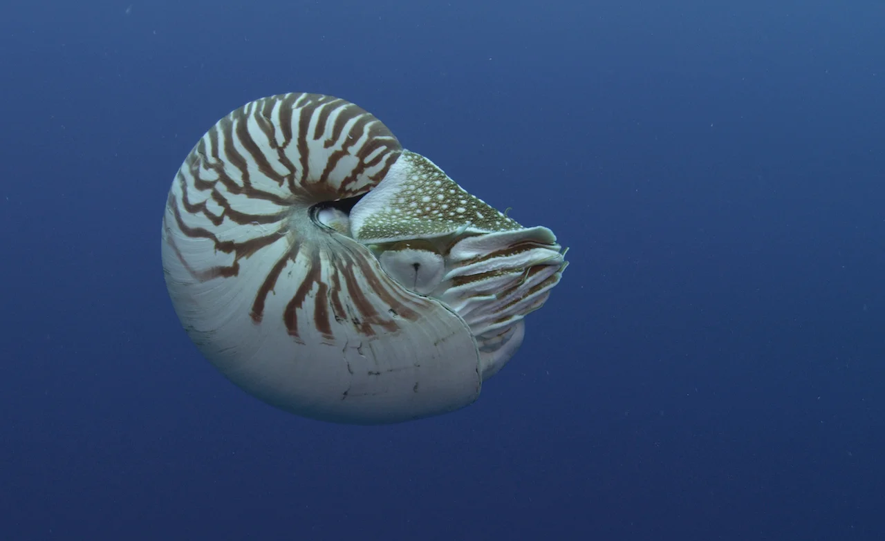 Nautilus copy.jpg