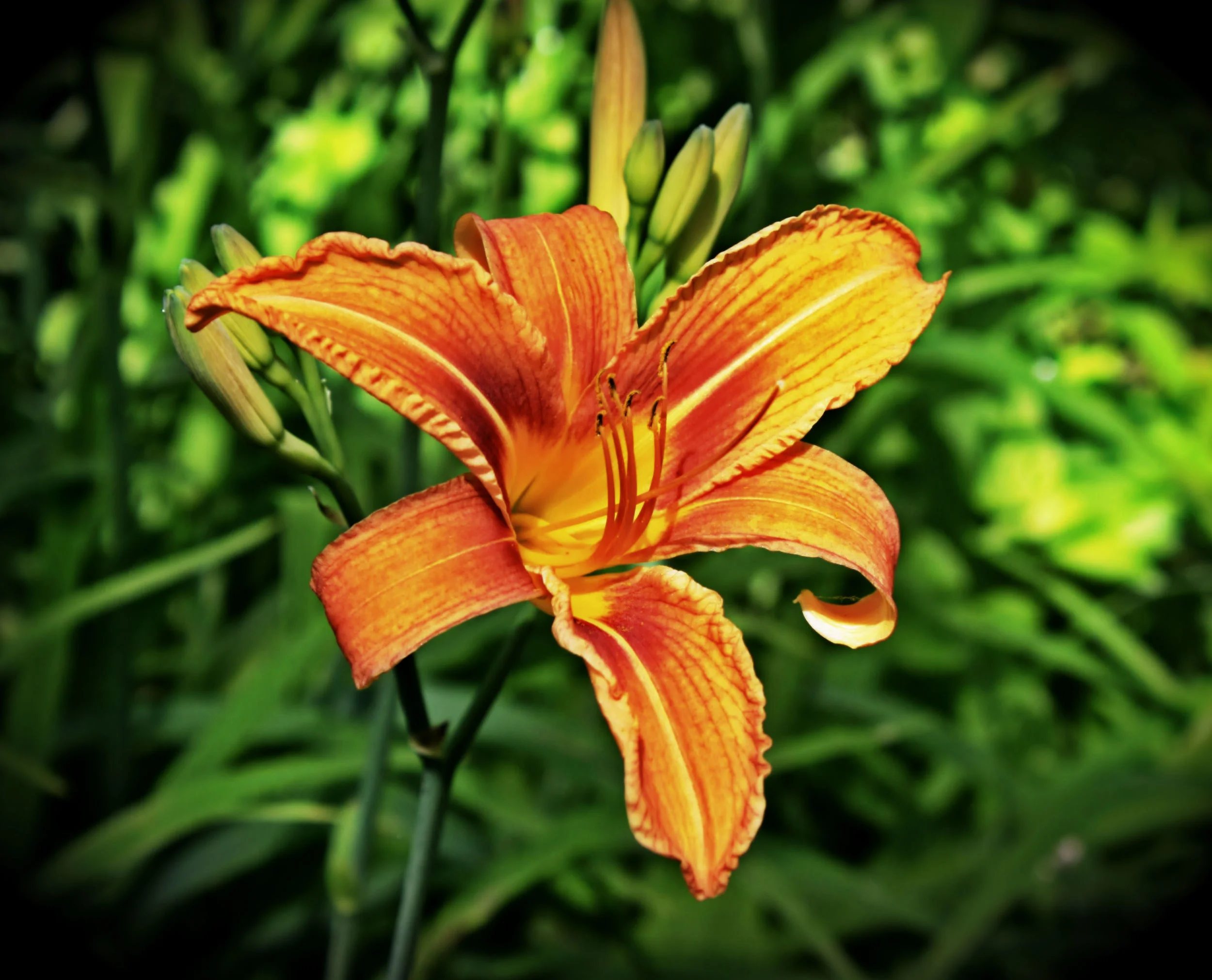 day lilly.jpg