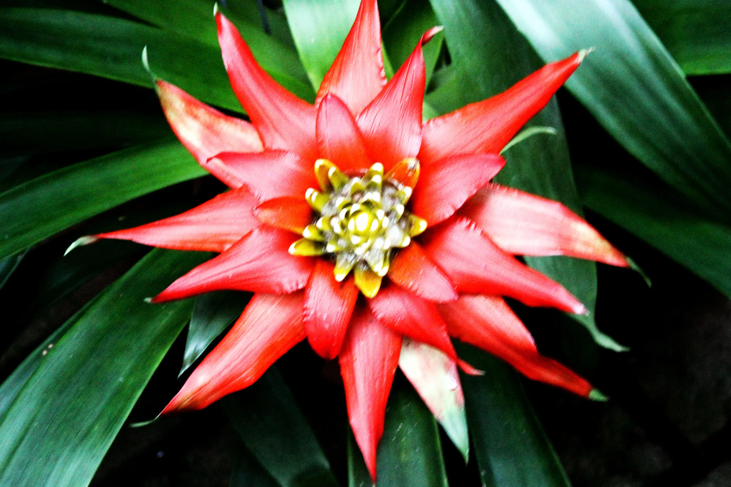 flower.jpg