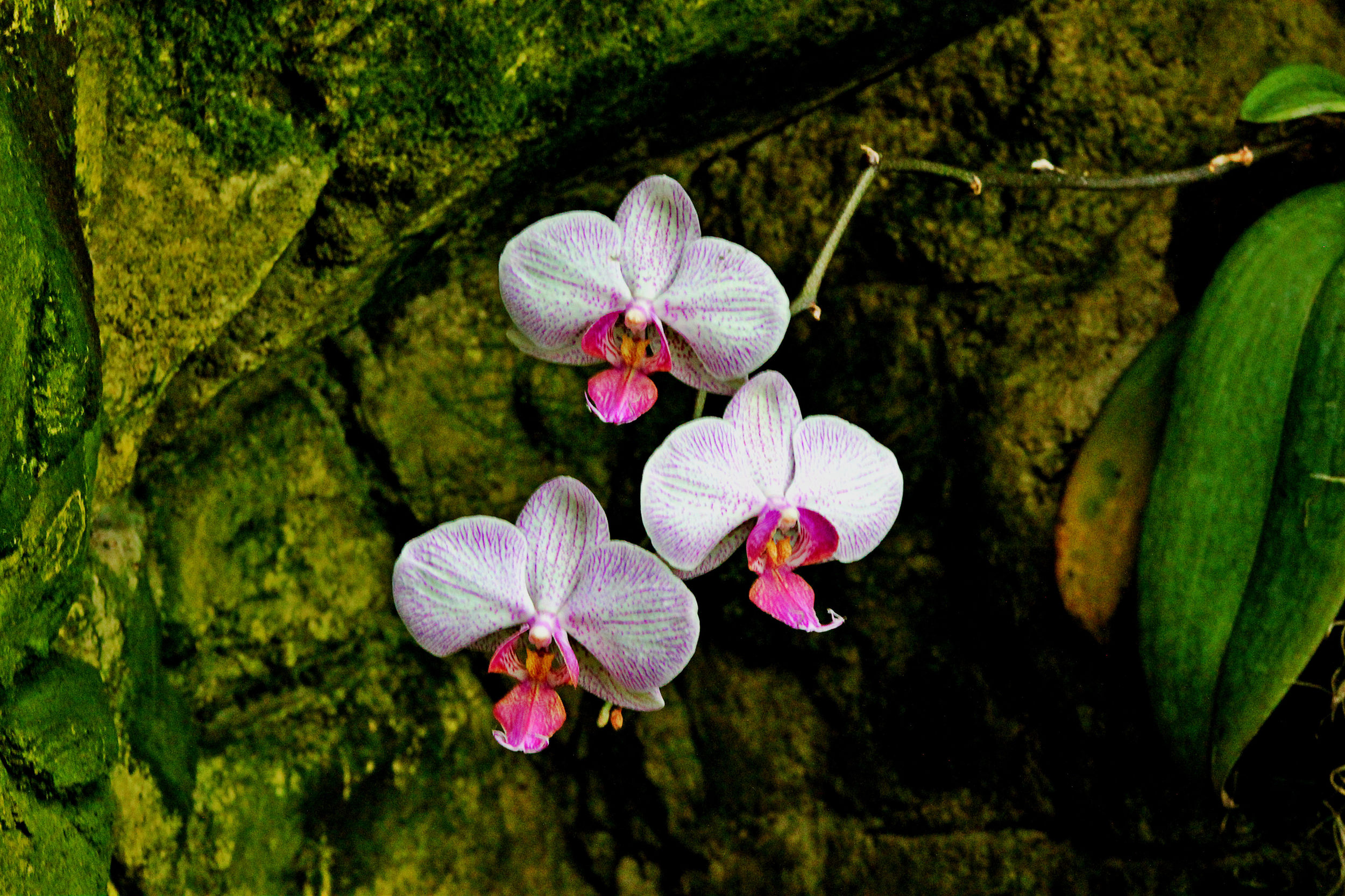 flower4.jpg