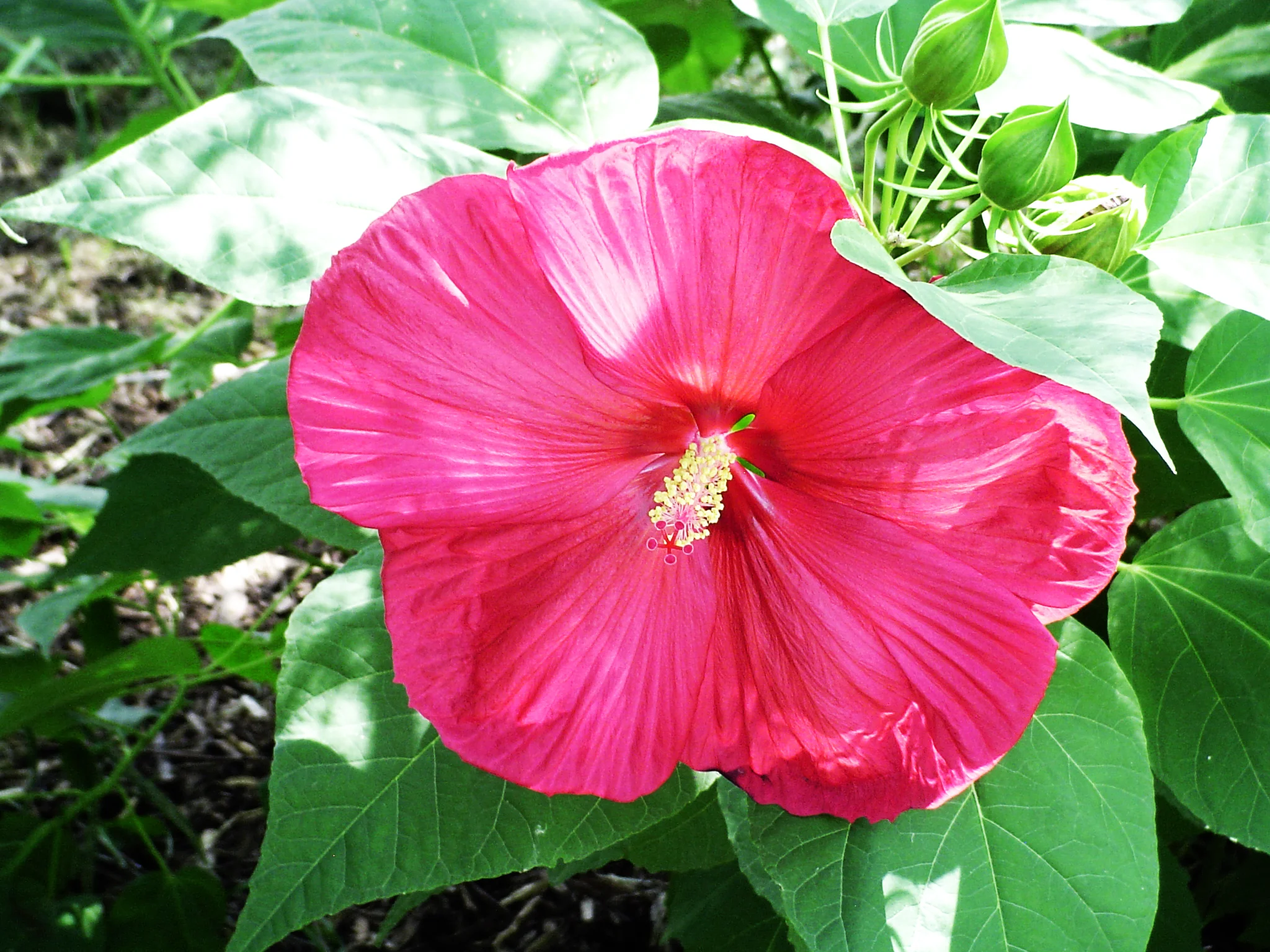 hibiscus.jpg