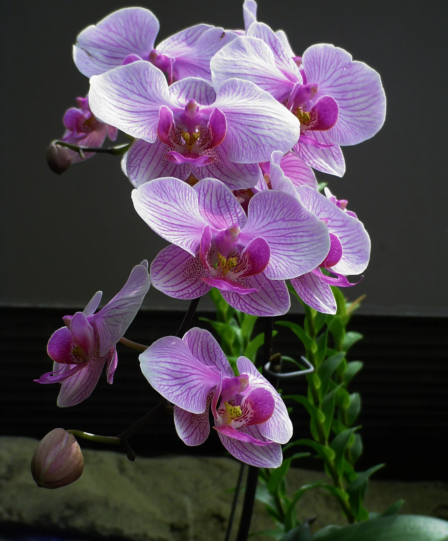 orchid.jpg