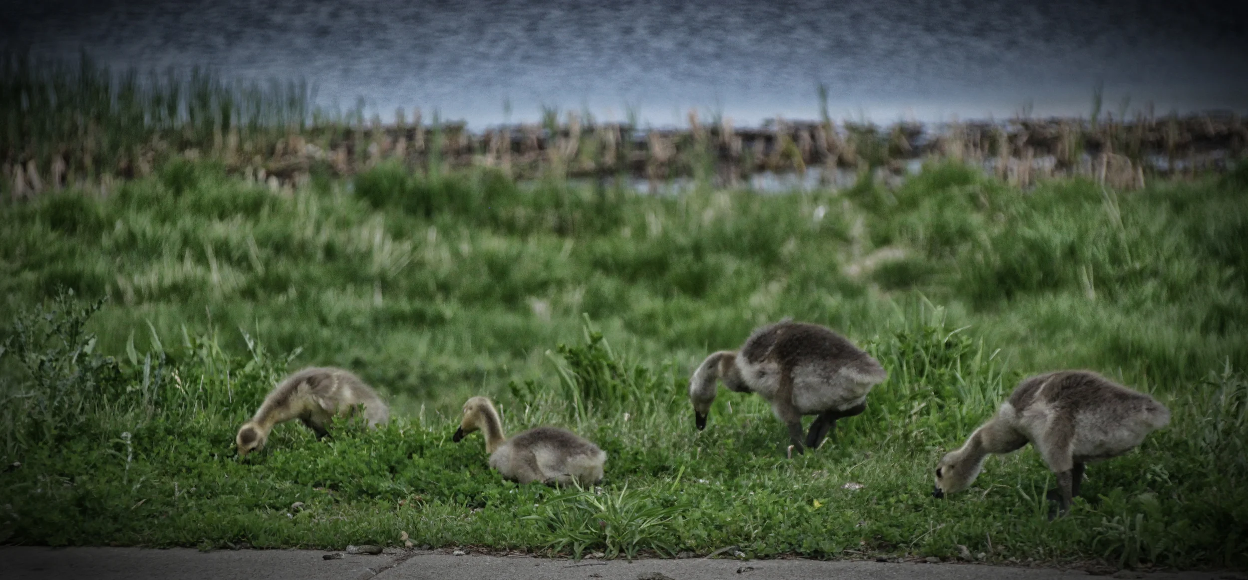 Goslings.jpg