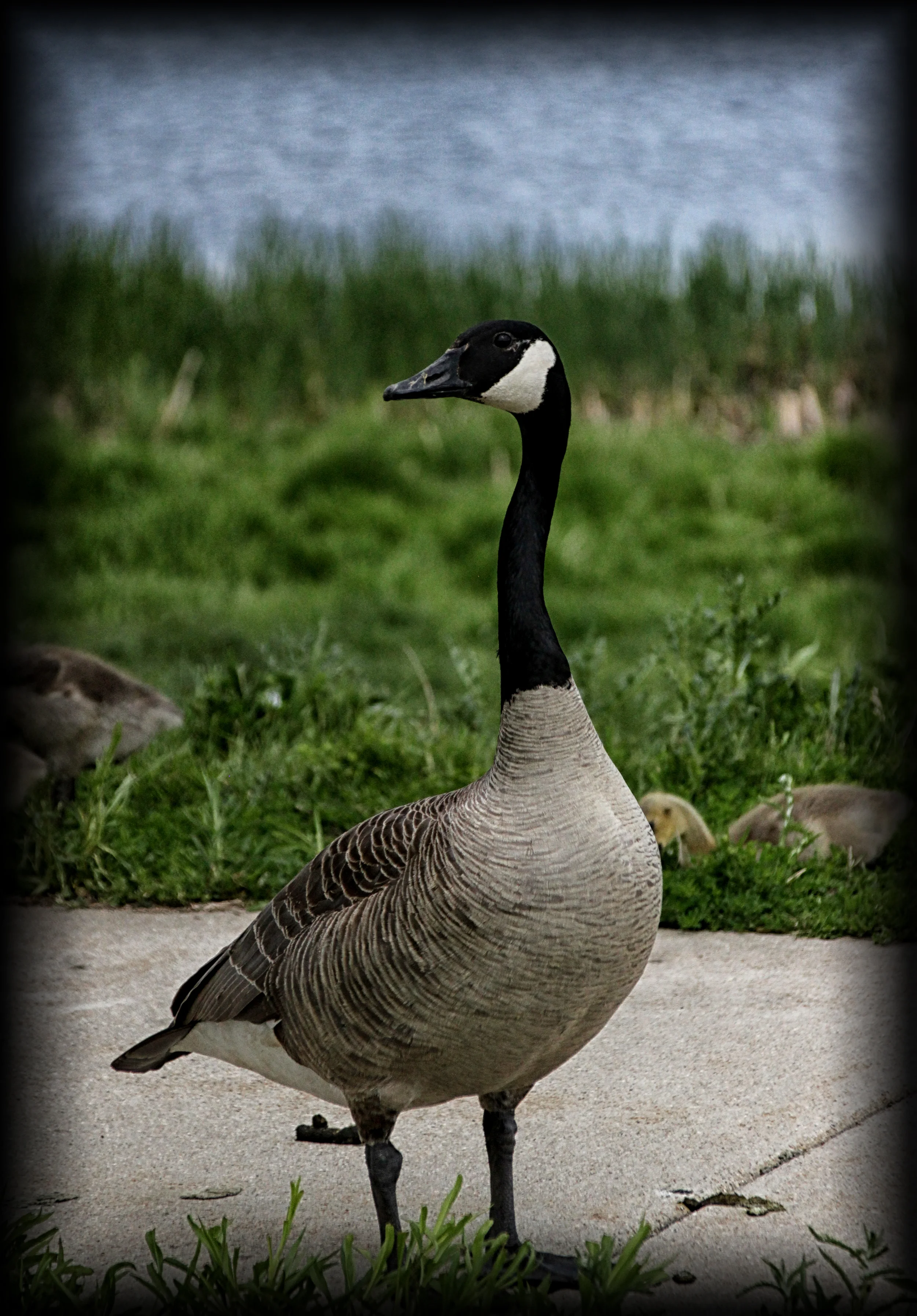 Mr Goose.jpg