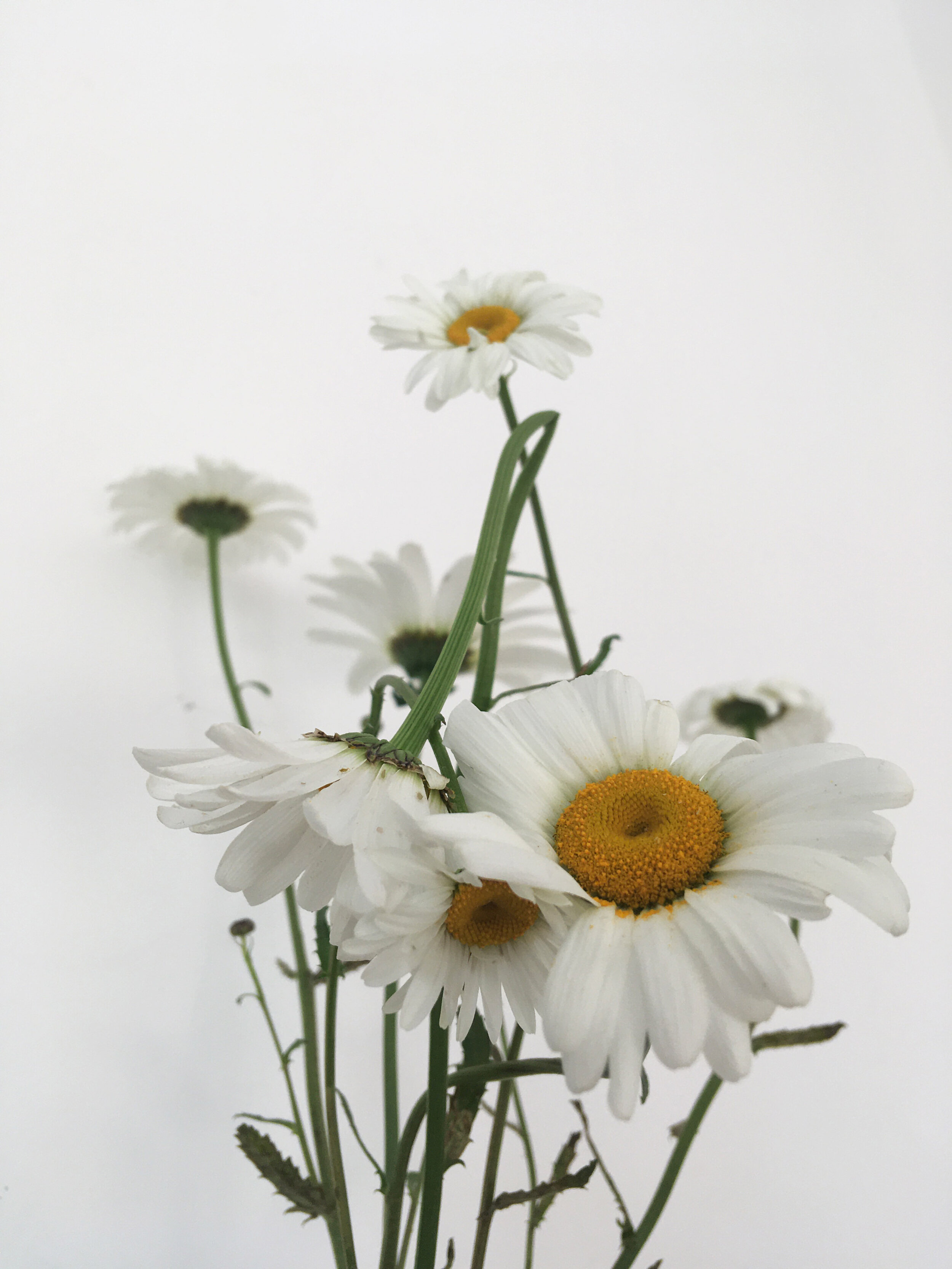 Image by Louise Evans