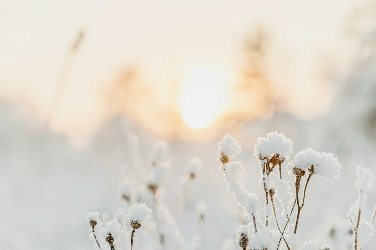 Ingyenes ügyletek áfája III