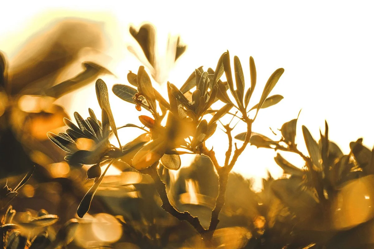 Automatikus részletfizetés igénylése a NAV-nál