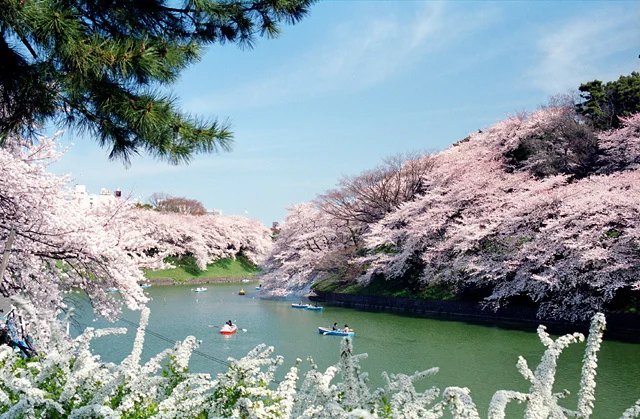 ４月撮影会 - 千鳥が淵の桜