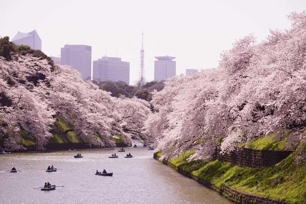 ４月撮影会 - 千鳥が淵の桜