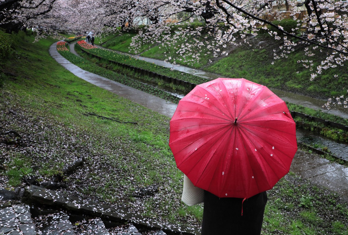小嶋　典生 - 雨のせせらぎ緑道