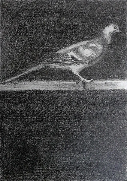 Passenger pigeon