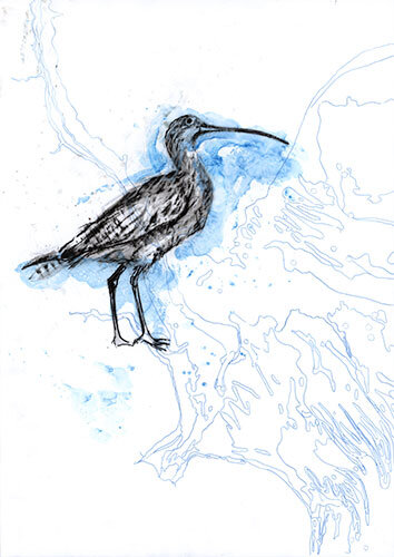 Birds In Common - Curlew