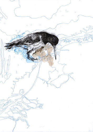 Birds InCommon - Oystercatcher