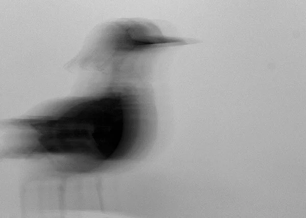 Breathless - lapwing (b+w)