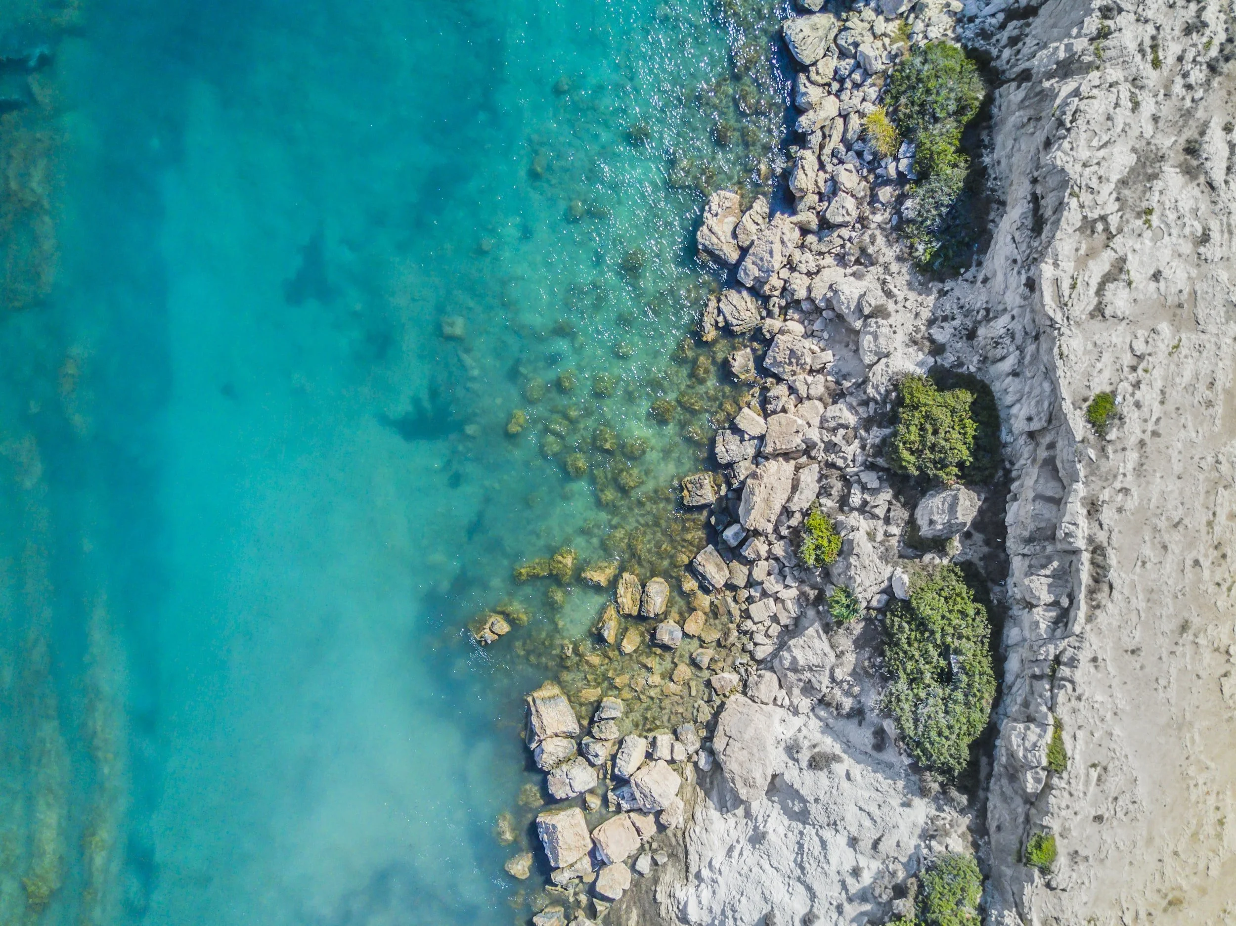 Could sea moss be beneficial for you?