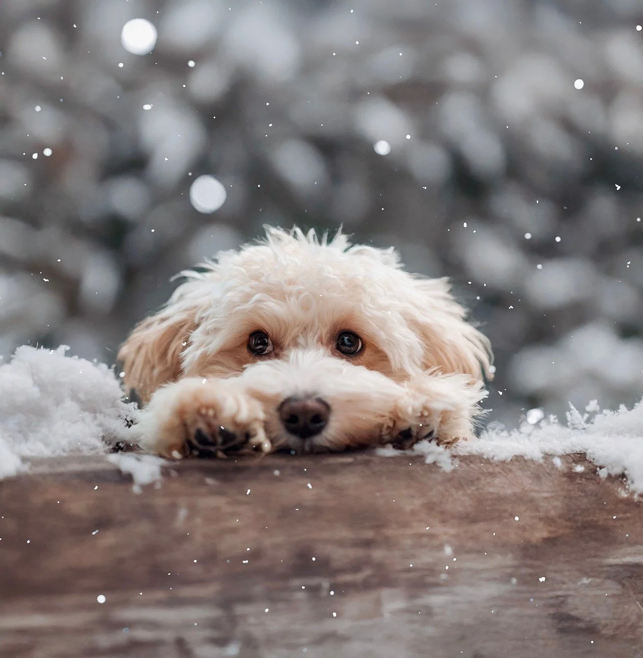 A cute puppy looking over a fence in the snow