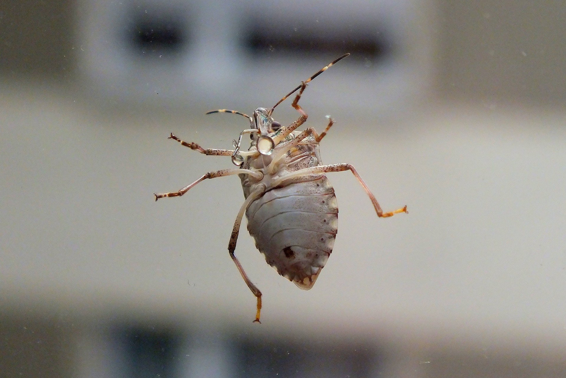 Insect on the window, close-up