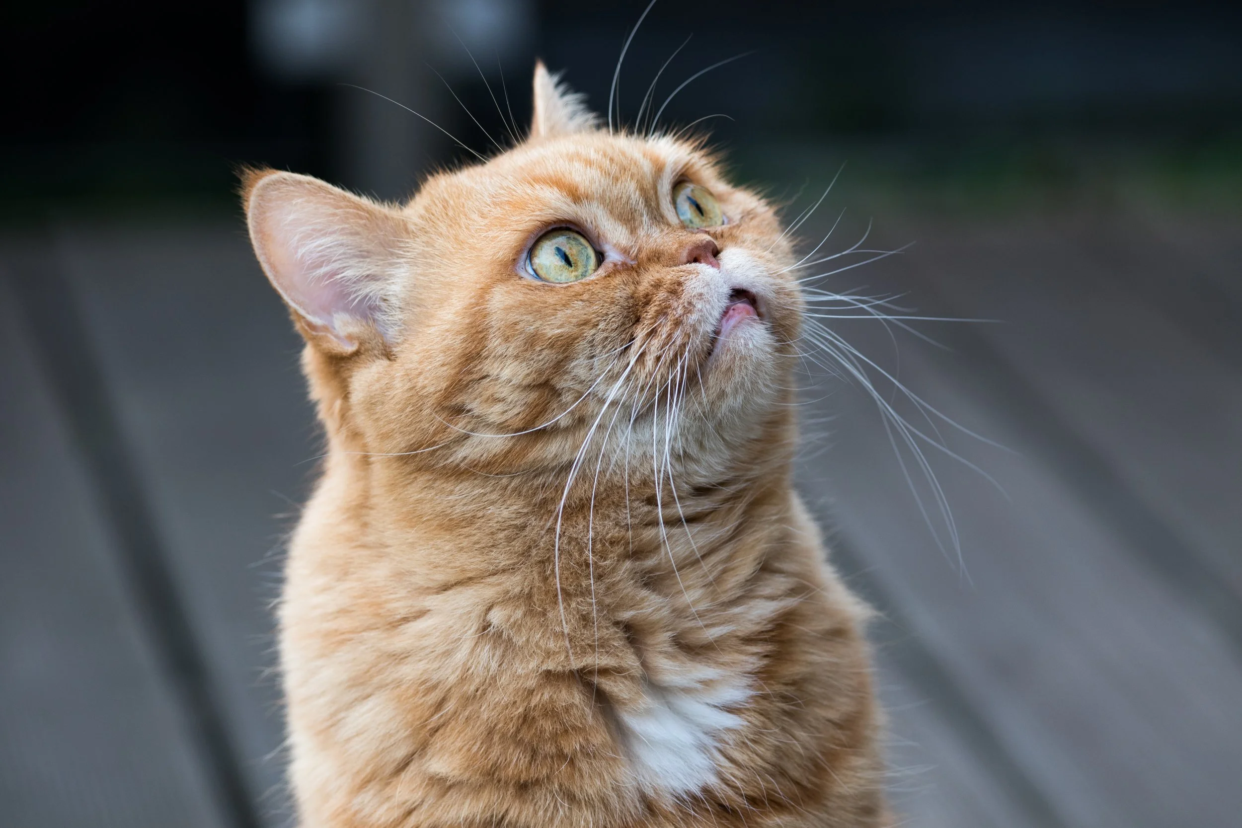 melanimarfeld-cat-4098058.jpg
