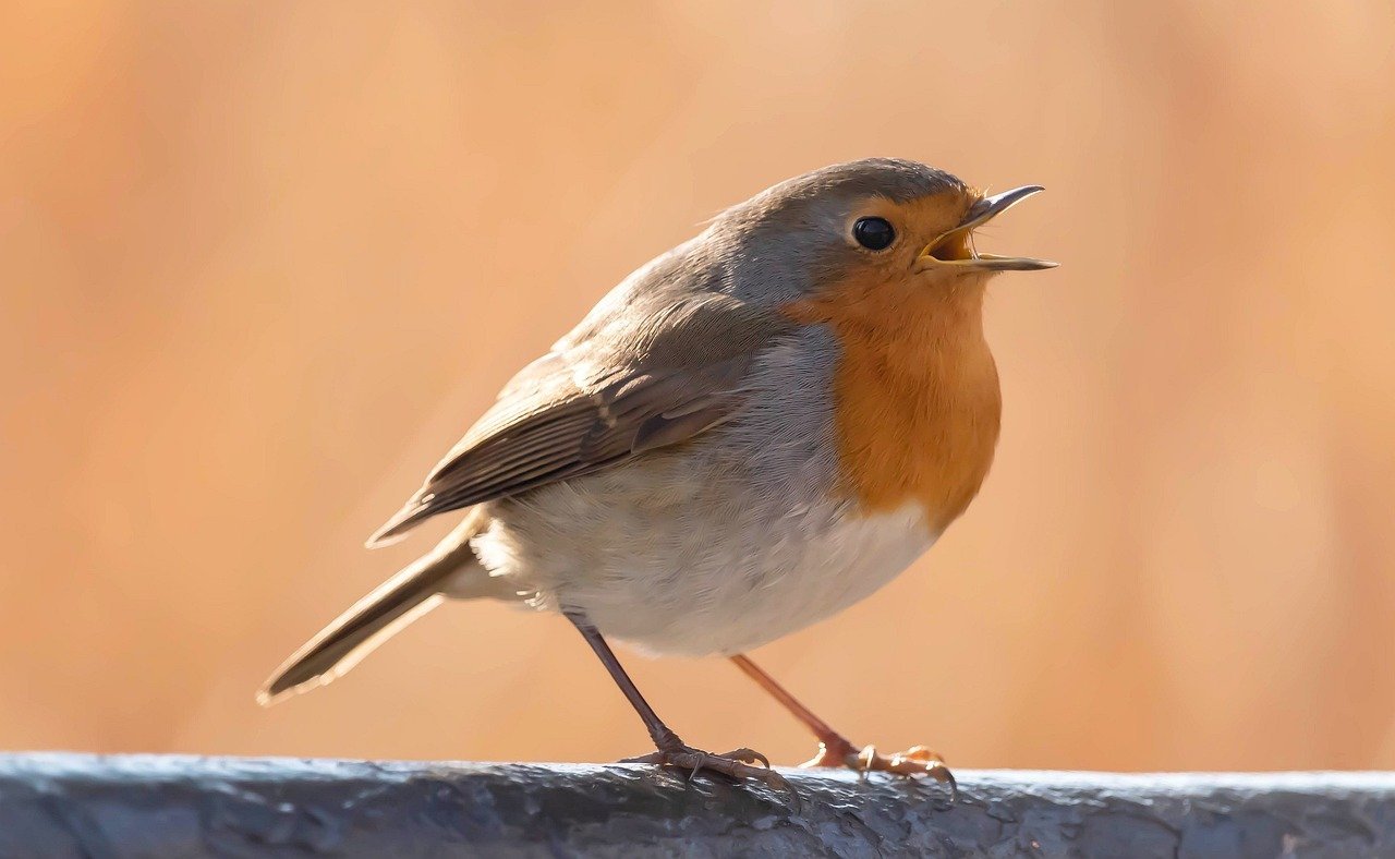 robin-9419575_1280.jpg