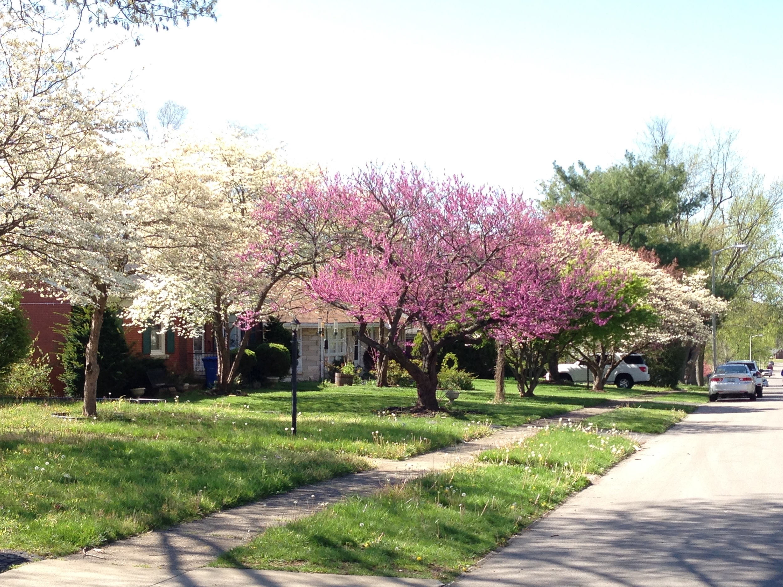 dogwoodredbugdogwood.jpg