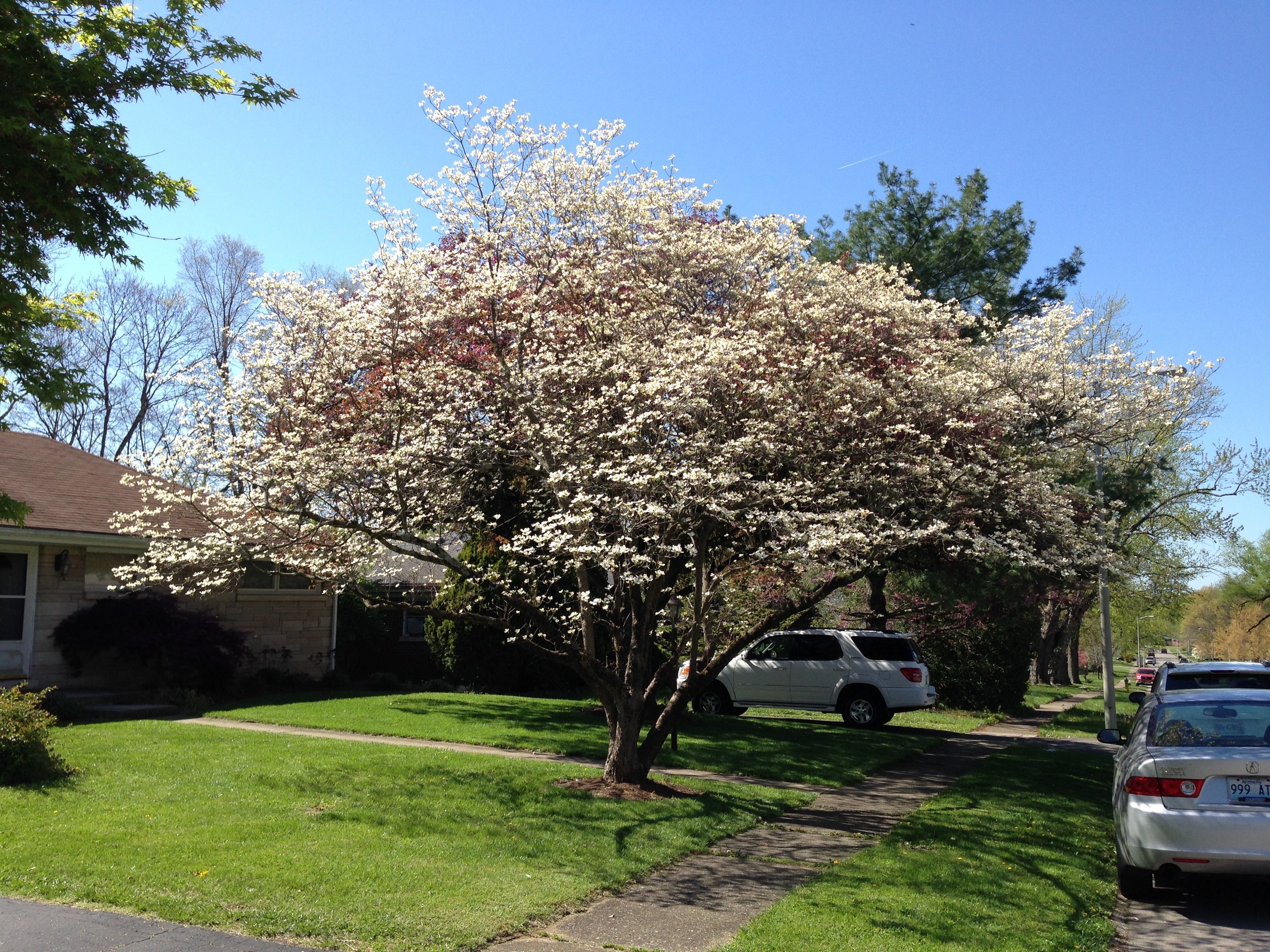 single white dogwood.jpg