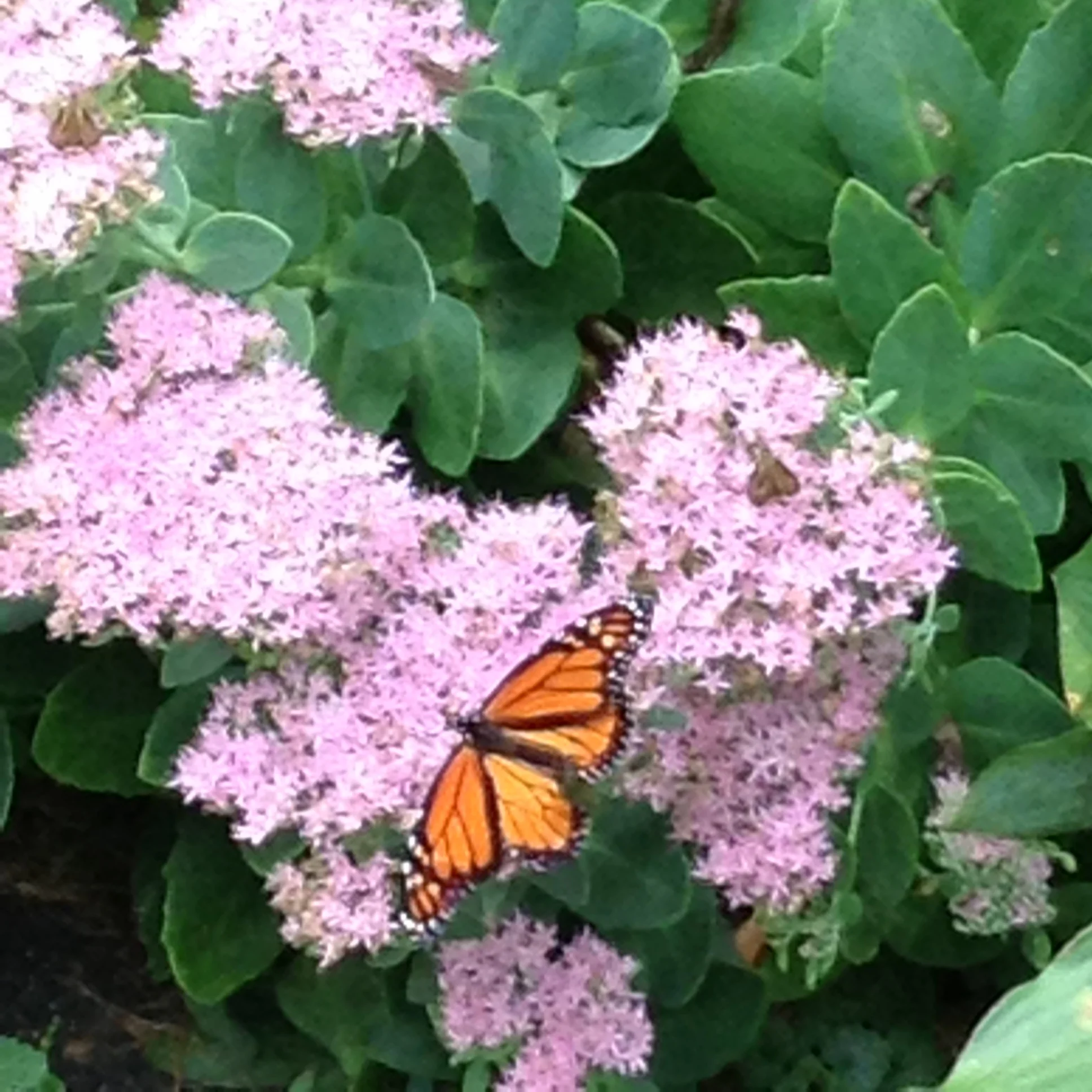 Butterfly & Sedum.JPG