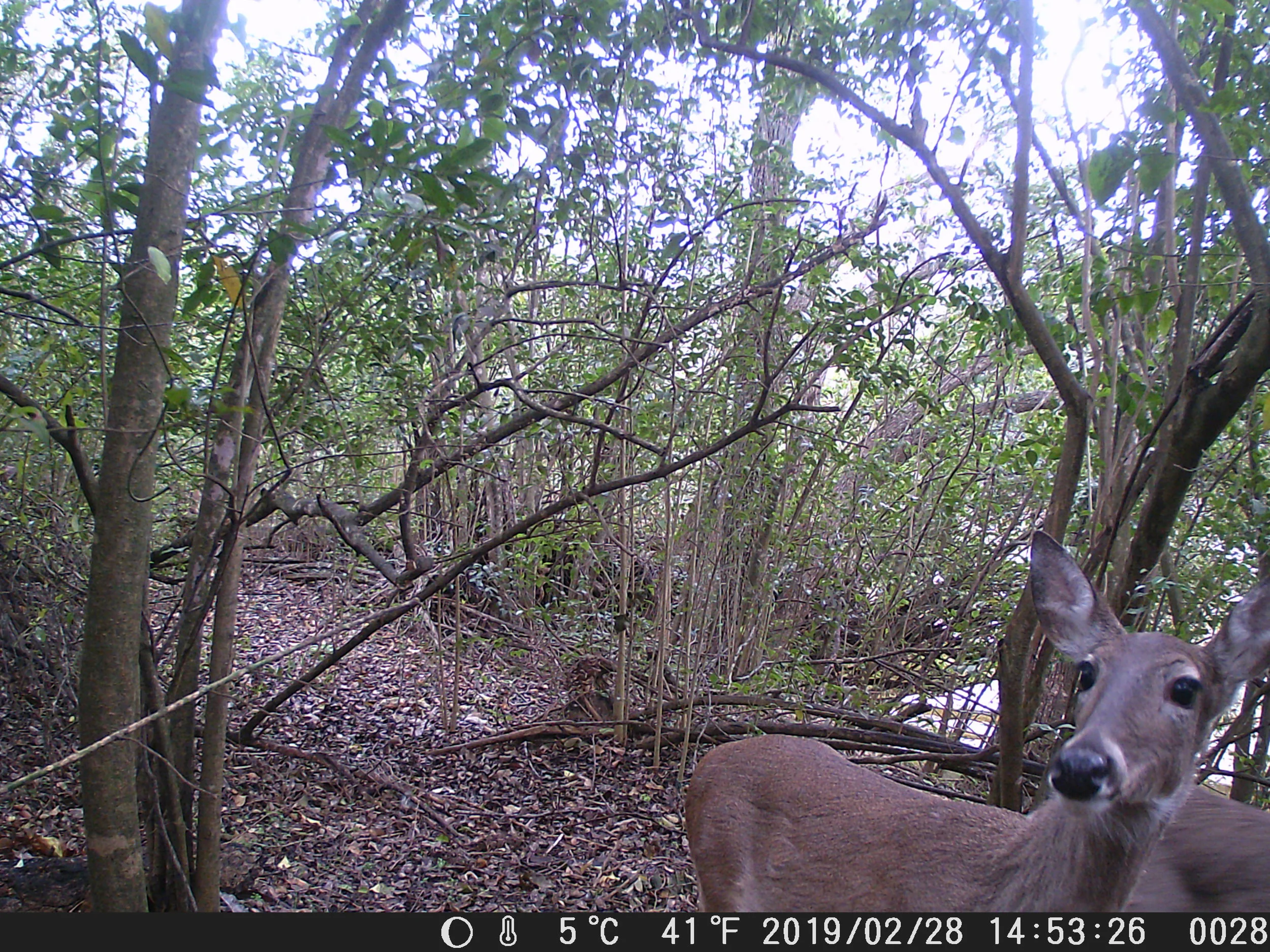 deer2_28_19space (28).JPG