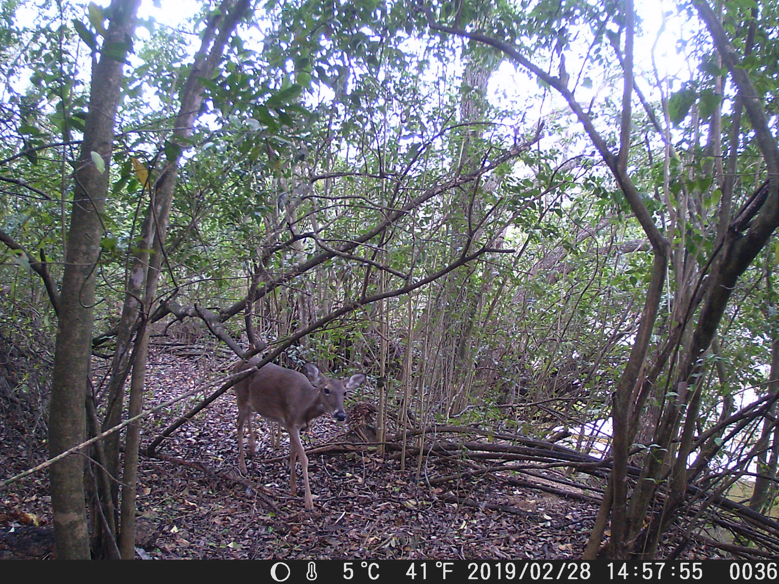 deer2_28_19space (36).JPG
