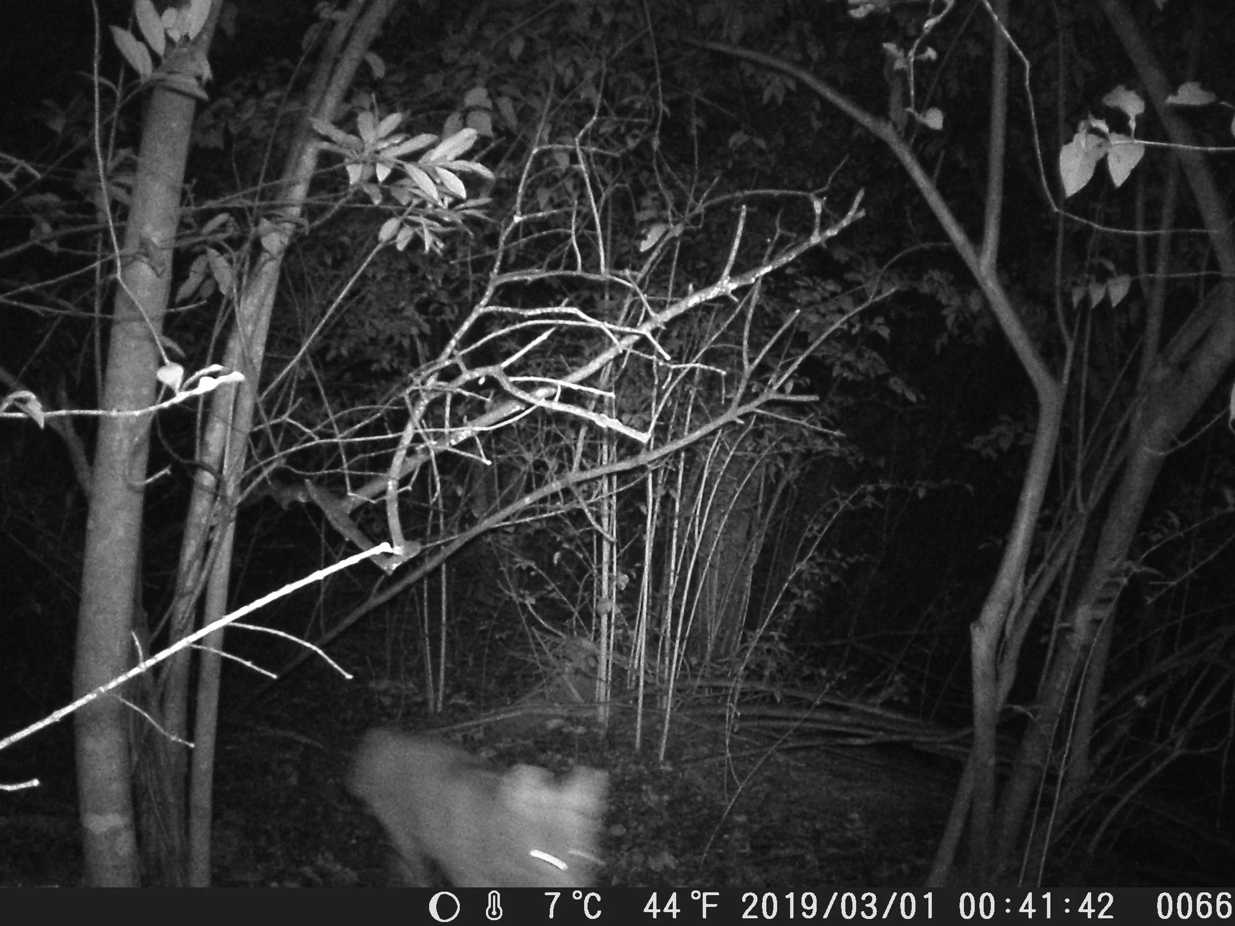 coonshakesbranchatspacefeb_march2019 (27).JPG