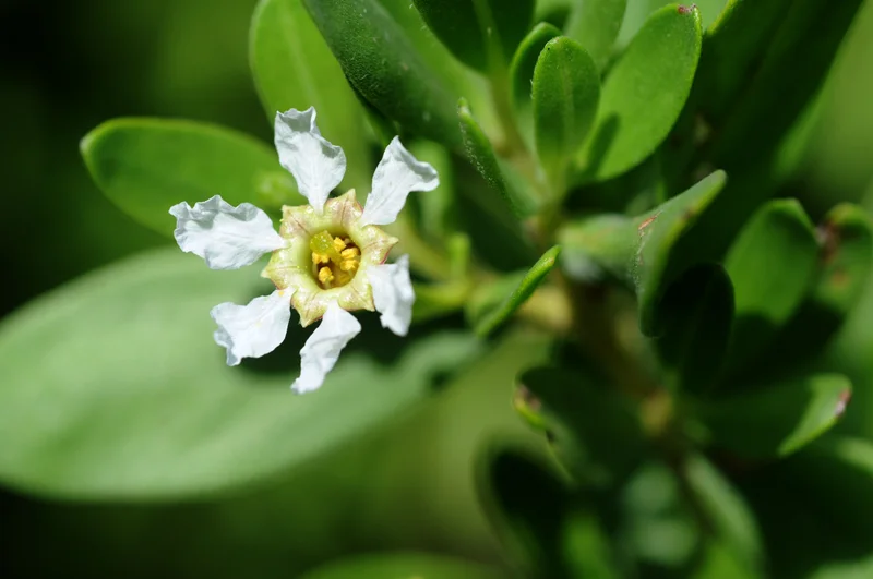 Island bloom