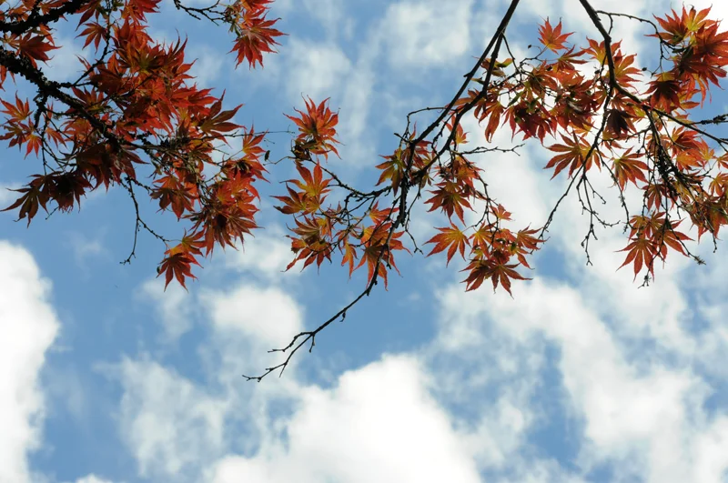 Japanese Maple
